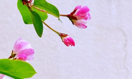 《敏捷软件测试》的作者将“Agile Testing”改名为“Holistic Testing”