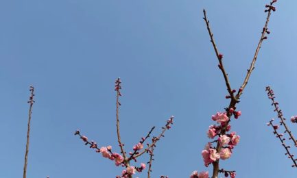 开发和测试融合:各尽所能,降本增效